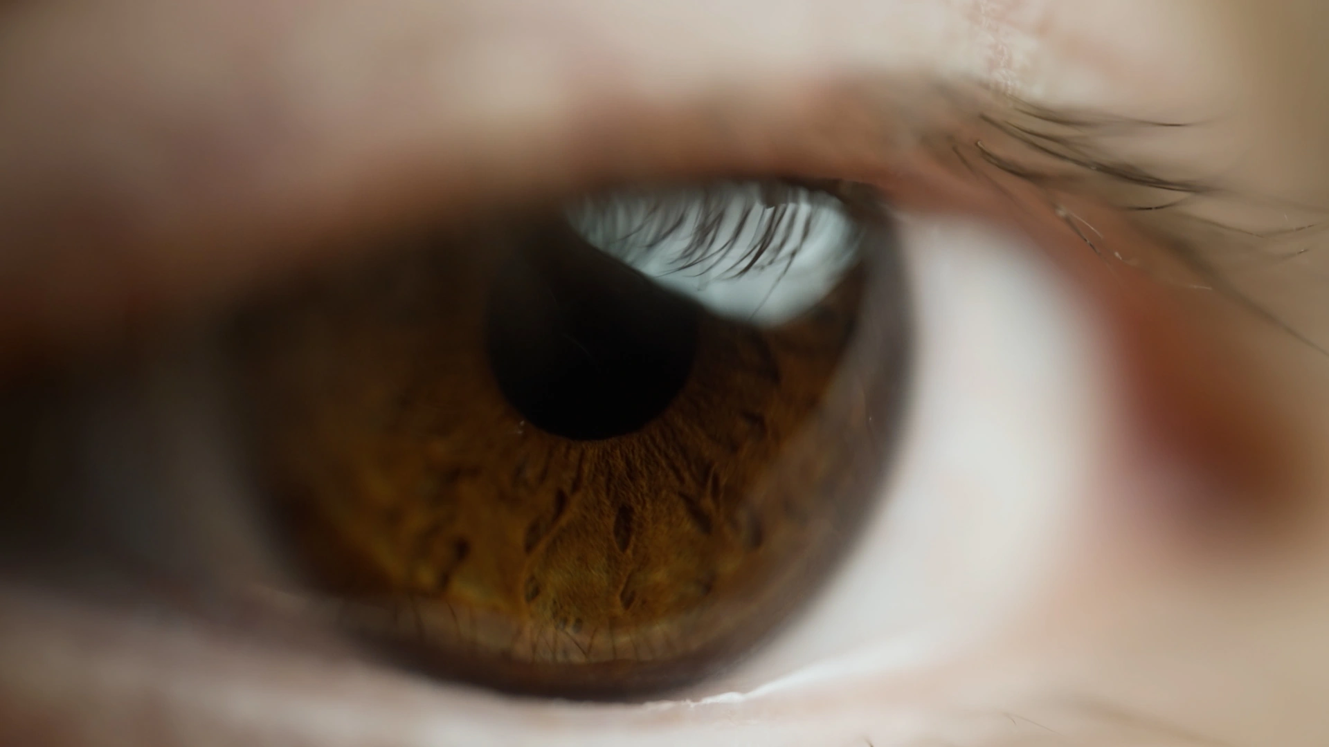 An extreme close-up of a brown eye